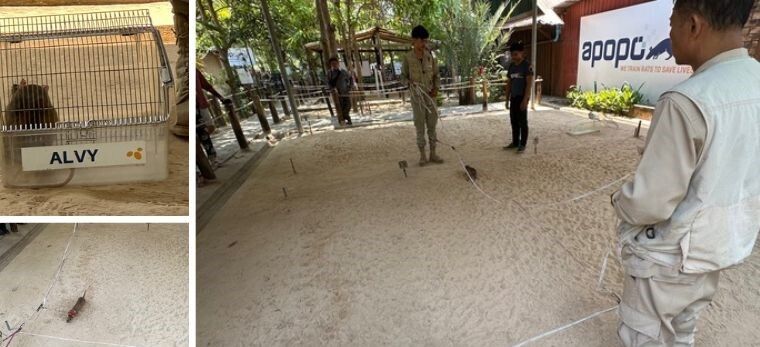 Alvy the Hero Rat at work in a demonstration of landmine detecting rats, Siem Reap, Cambodia. 