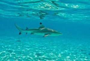 Swimming with stingrays and black-tipped sharks was a personal highlight of cruising Tahiti! 