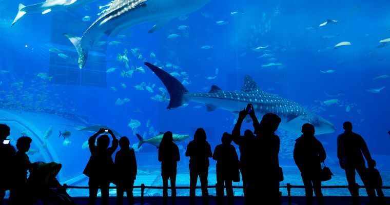 Okinawa Aquarium. Okinawa is famous for its incredible underwater world. Japan Travel specialist, Travel Agent Finder