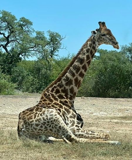 On safari at Moditlo Private Game Reserve.