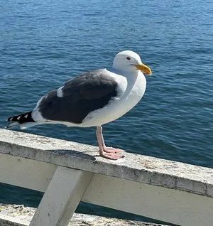 Californian, seagulls - biggest ever seen!