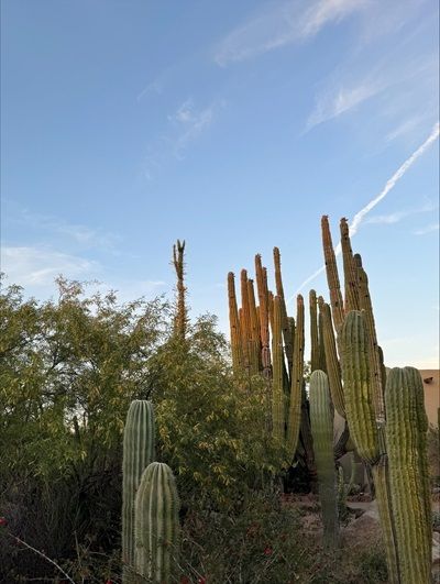 Incredible cactus and views in the Sonoran Desert, Arizona.