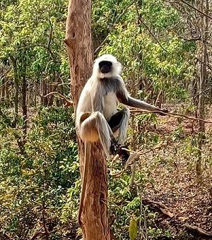 Langur on the road to Kanha