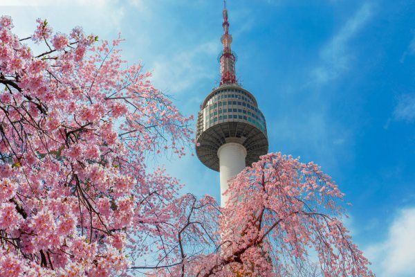 The Cherry Blossoms in front of Seoul Tower, Seoul, South Korea