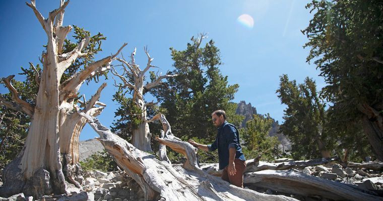 Bristlecone-Glacier Trail in Great Basin National Park, Nevada