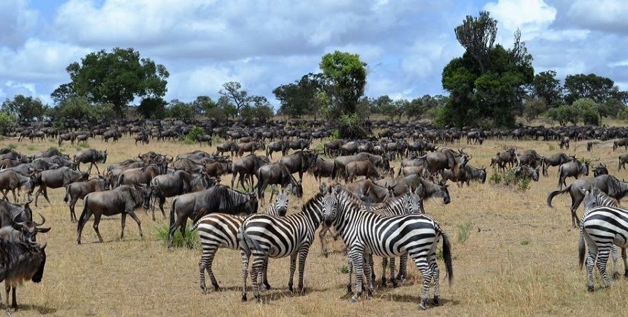 Wildebeest migration in the Northern Serengeti, Tanzania