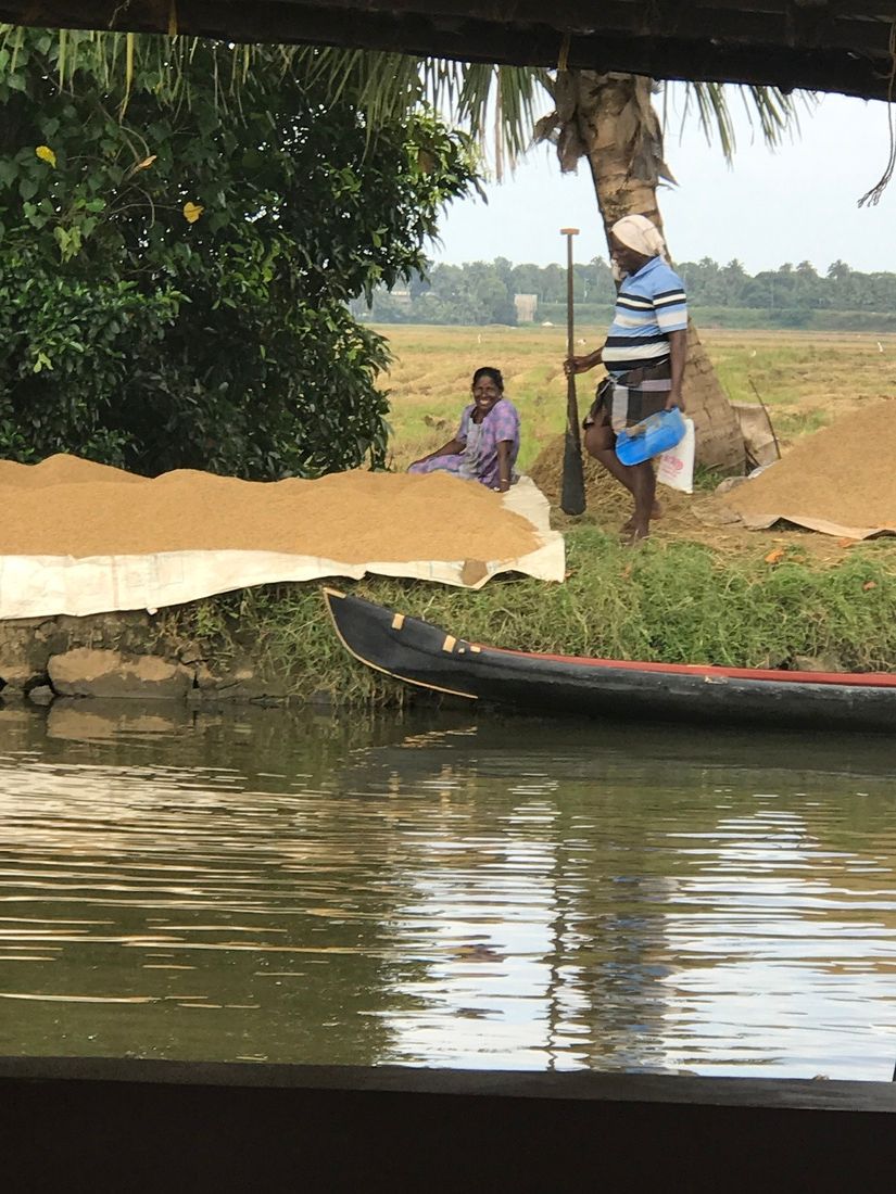 Rice paddies, Kerala backwaters by private houseboat tour, Please Yourself Travel experience, Travel Agent Finder