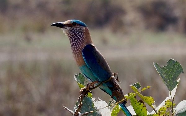 Birdwatching is a big drawcard for visiting Kanha National Park. An Indian Roller Bird.