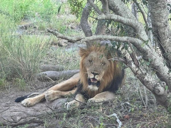 On safari at Moditlo Private Game Reserve.