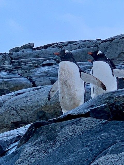 Penguins at the waters edge. Chris Watson Travel, Travel Agent Finder Blog Antarctica