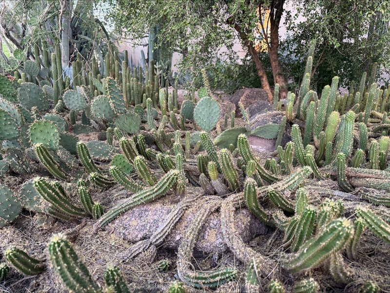 A visit to the Desert Botanical Gardens is a must when visiting Scottsdale. 