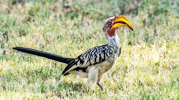 On Safari. Birdlife in Botswana.