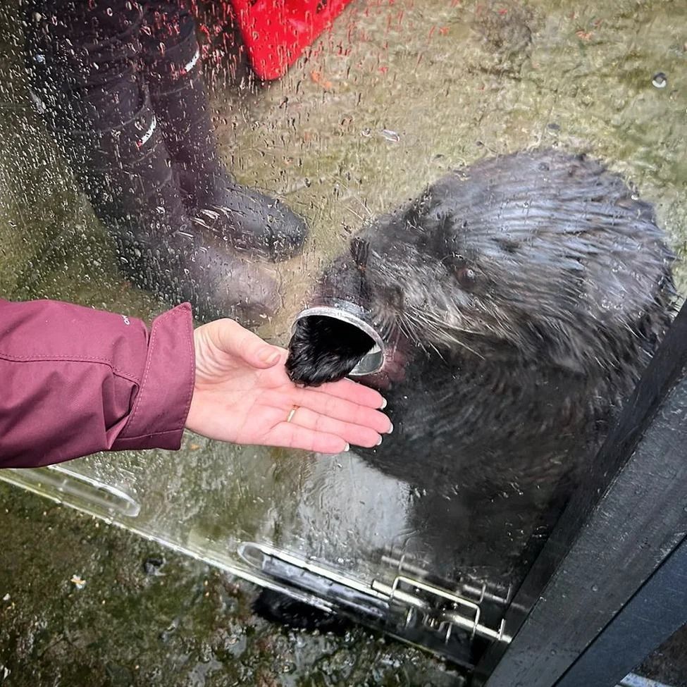 Cute otters at the Aquarium in Vancouver Canada