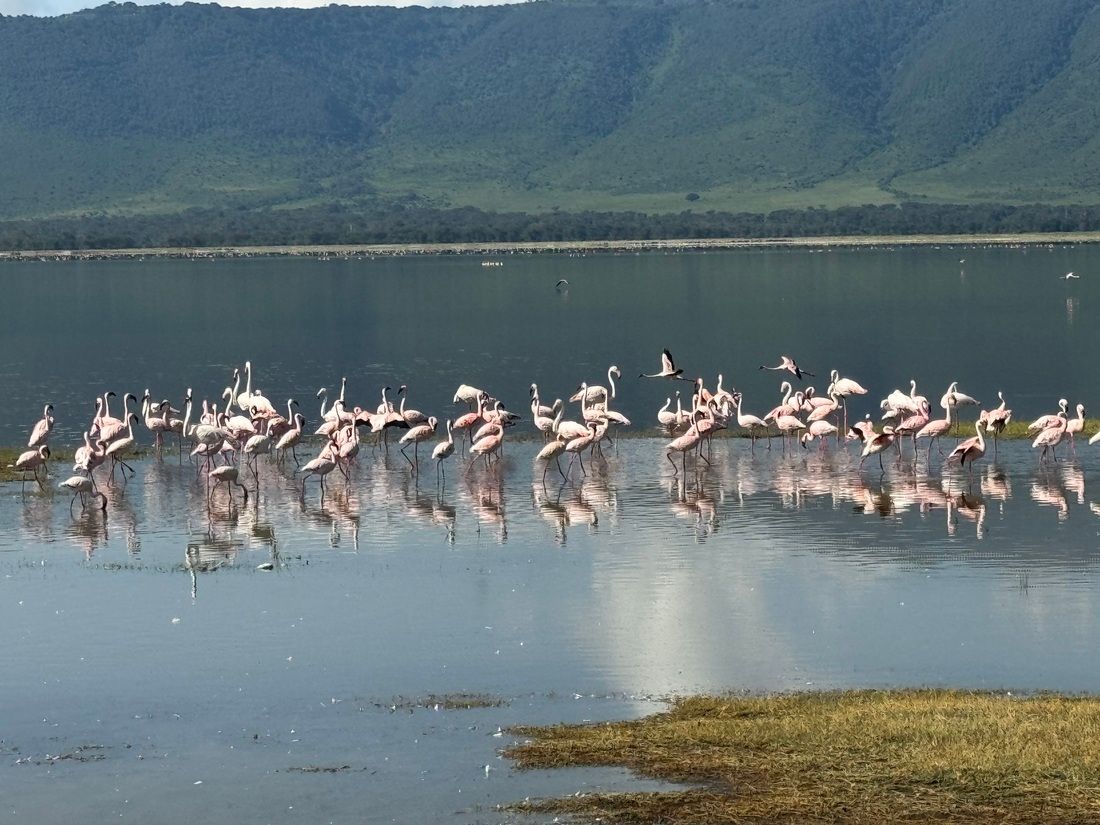 Pink flamingo Ngorongoro Crater, Tanzania.