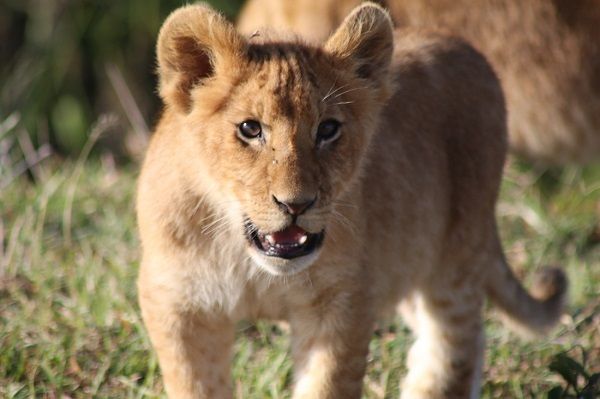 A lion cub sighting on Safari in South Africa.