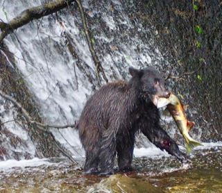 Wildlife sightings on our Alaska Cruise holiday.