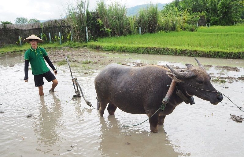 Living Land Rice Plantation, Cultural Experiences in Luang Prabang, Laos Holidays