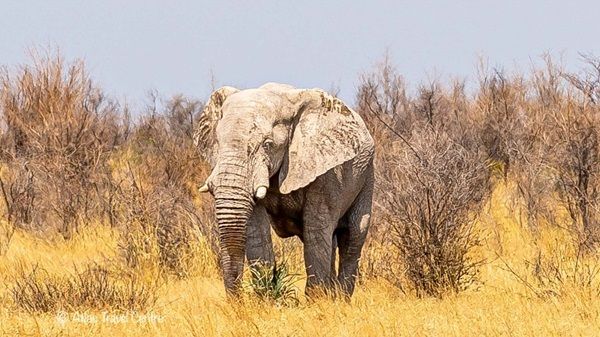 Elephant on safari in Botswana.