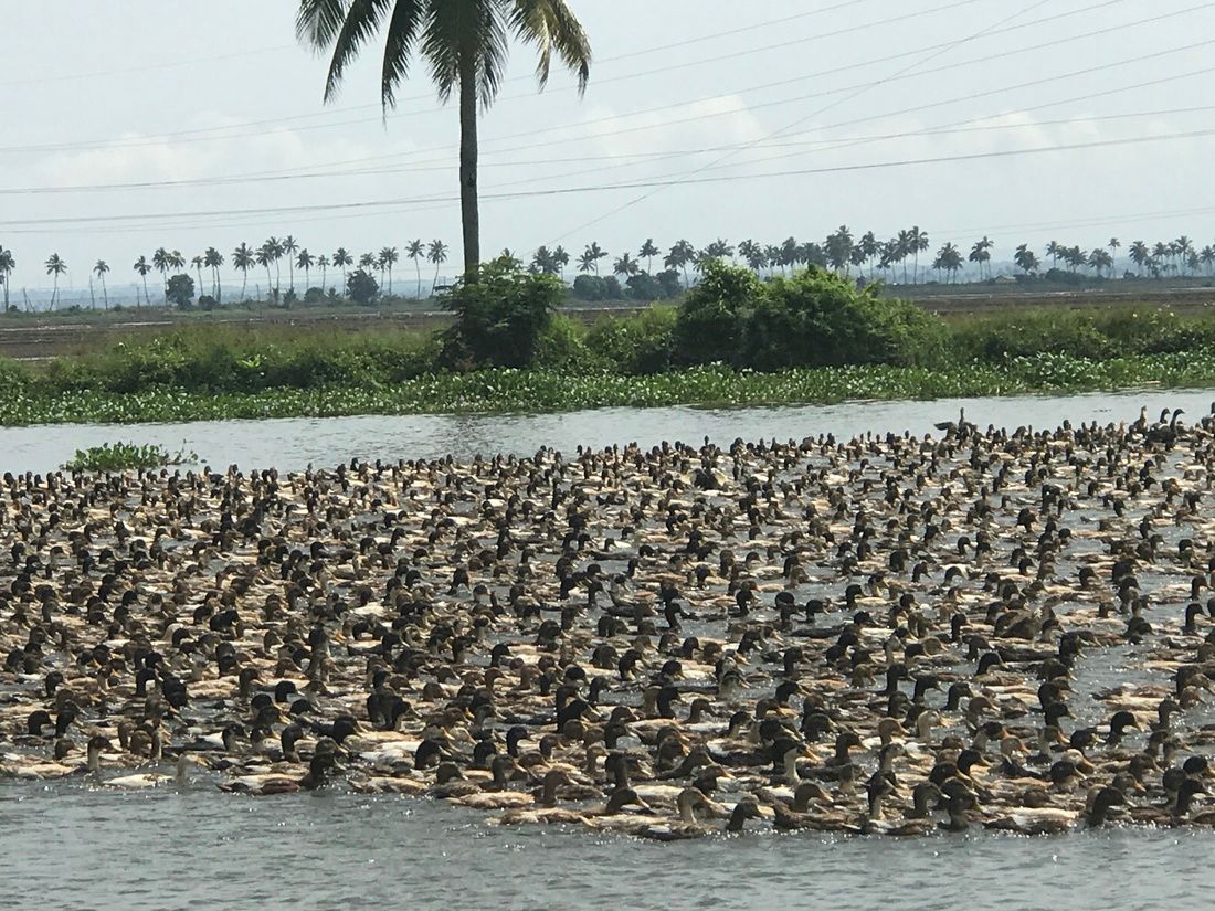 Farmed Ducks, Kerala backwaters by private houseboat tour, Please Yourself Travel experience, Travel Agent Finder