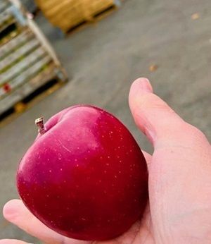 Long Meadow Cider, huge apples from their orchard.