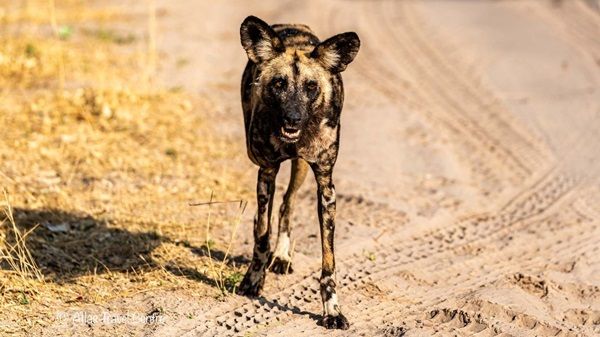 Painted dogs, on safari in Botswana.