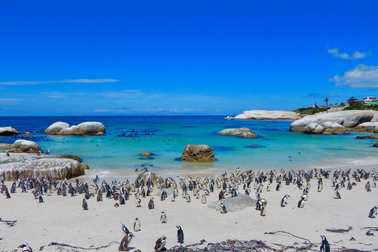 Penguins at Boulders Beach, Cape Town Highlights.