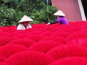 Quang Phu Cao ladies at work, Incense fields, Vietnam.