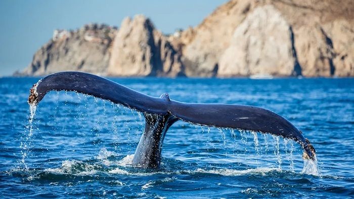 A humpback whale in the Sea of Cortés. © Getty Images