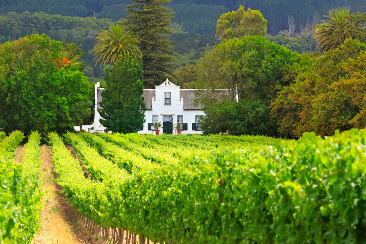 Groot Constantia, wine growing region of South Africa.