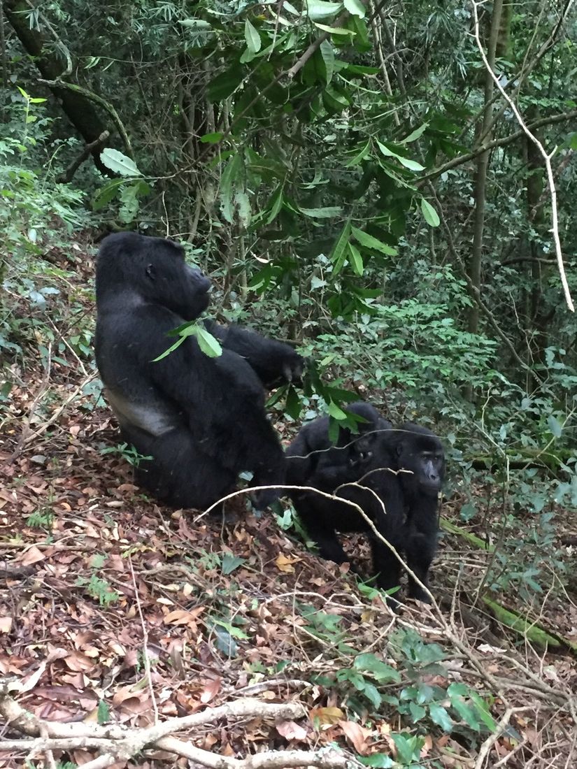 Spotted! Gorilla Trek in Uganda.