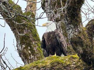 Smaller ships allow for incredible wildlife encounters, like this young Bald Eagle.