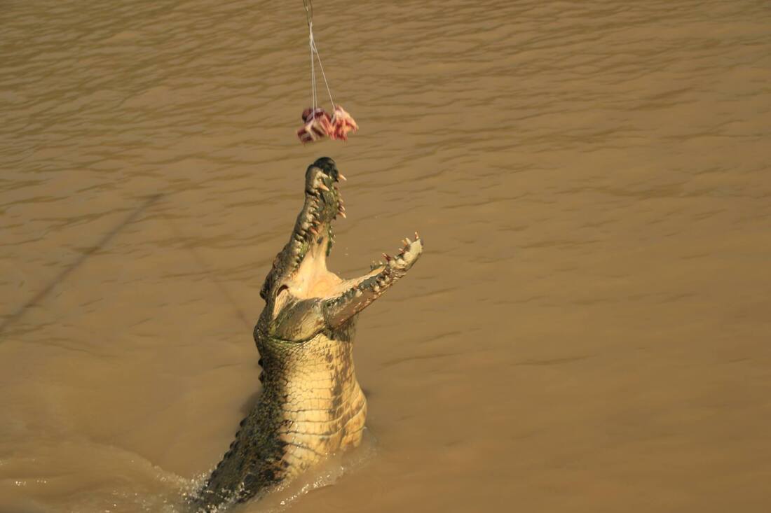 Jumping Crocodile Tours, Humpty Doo, Northern Territory