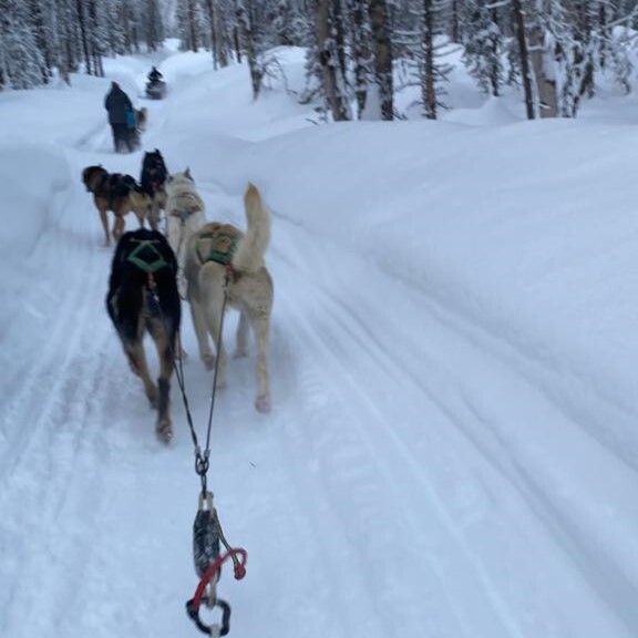 Dog sledding in Alaksa, Alaska Travel Expert Tips