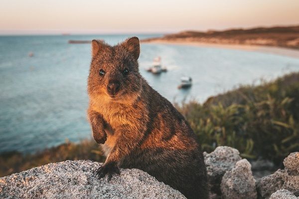 Quokkas at Rottnest Island, Western Australia