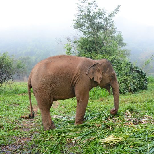 Anantara Golden Triangle Elephant Camp, Elephant feeding time.