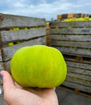 Long Meadow Cider, huge apples from their orchard, Northern Ireland day tours.