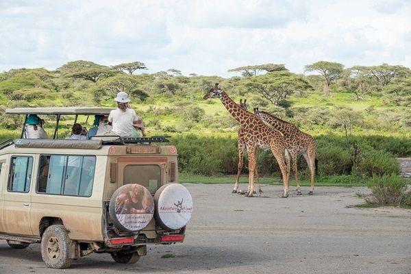 Giraffe spotting from our jepp, on safari in Africa. 