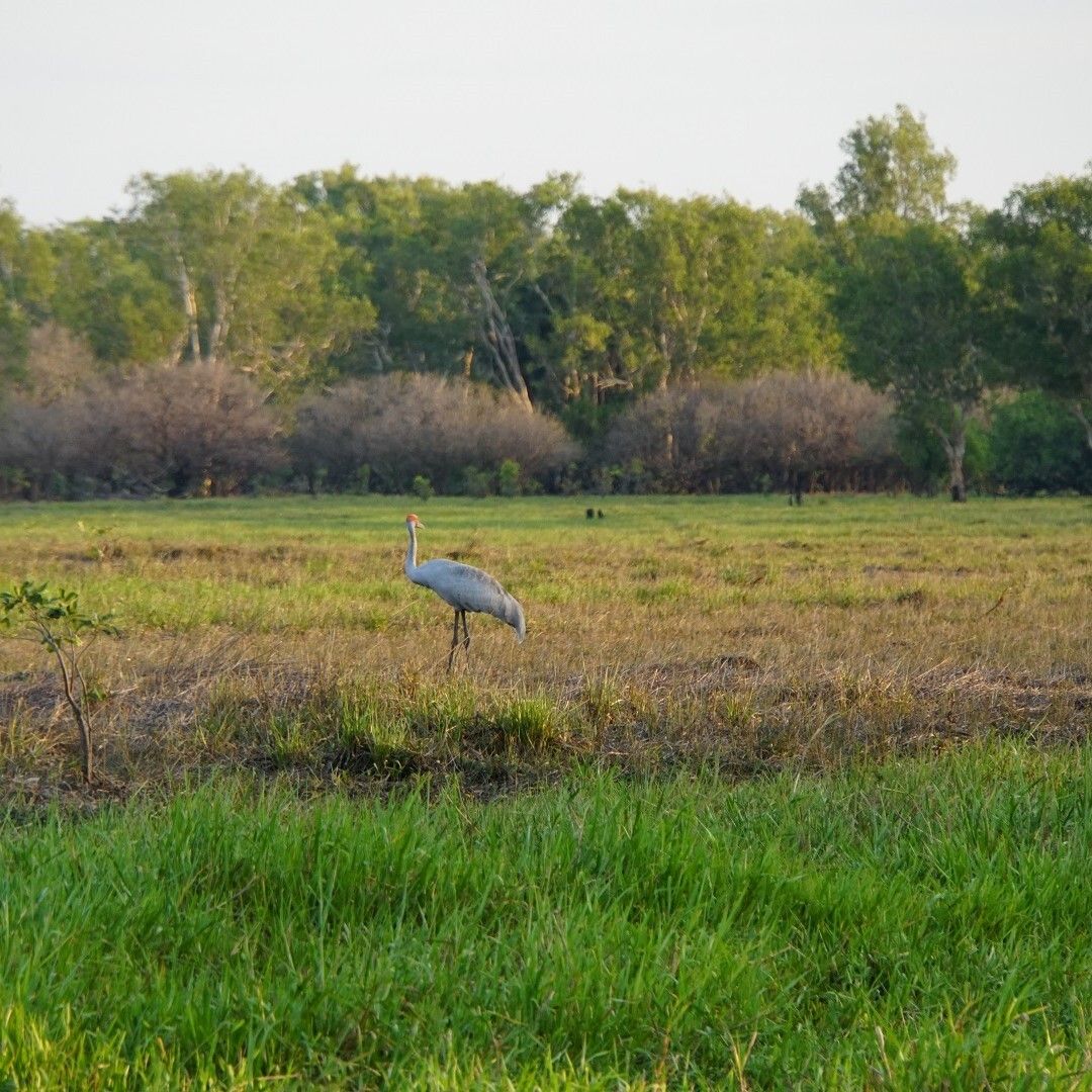 Brolga at Kakadu, Northern Territory, Darwin Holiday Guide