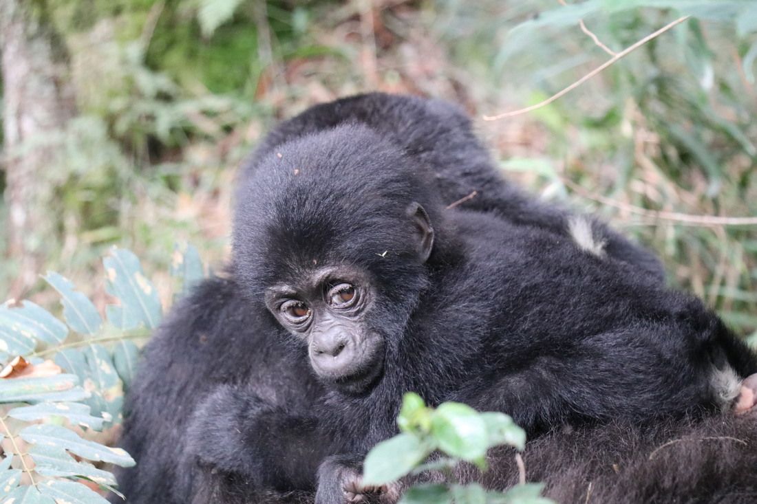 Baby gorilla on our Gorilla Trek in Uganda, Africa.