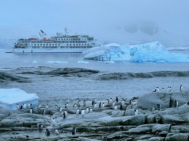 Penguins in Antarctica. Chris Watson Travel, Travel Agent Finder Blog Antarctica