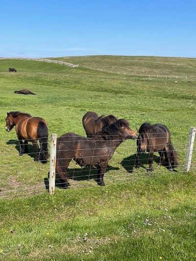 Shetland Pony, Shetland Island Travel.