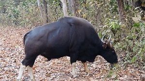 The Gaur of Kanha - the biggest cow in India.