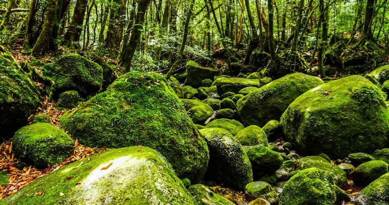 Yakushima ancient forests, Japan Nature Holidays, Travel Agent FInder