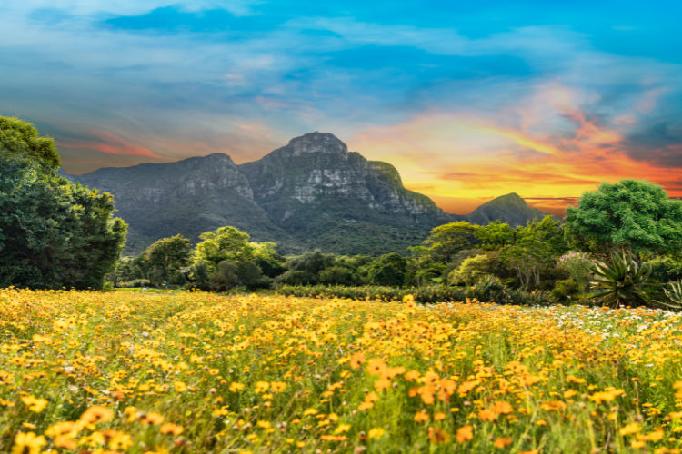 Wildflowers at Kirstenbosch Botanic Gardens, Cape Town Sightseeing.