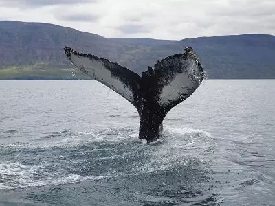 Humpack Whale watching at Akureyri, Iceland Travel Guide