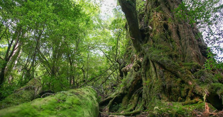 Yakushima National Park, Ancient thousand year old trees, Japan travel agent specialist, Travel Agent Finder