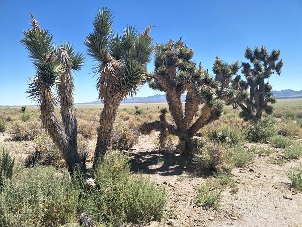 Joshua Trees in the Mojave Desert, part of which is in Nevada.