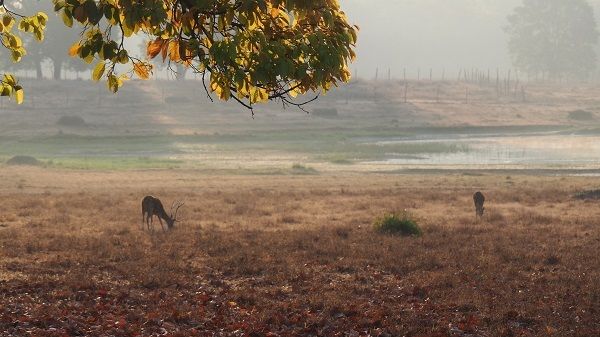 The wildlife and morning mists at sunrise in Kanha National Park, India.