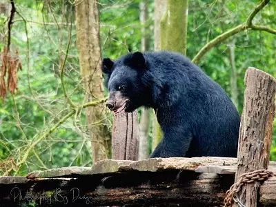 Black bears in Kuang Si, Luang Prabang, Laos Holidays