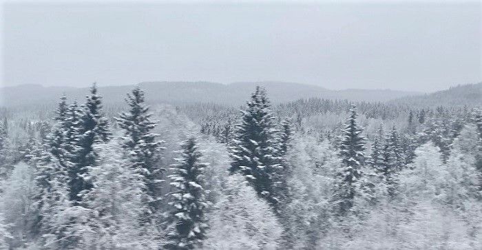 Snow laden trees, the scenery from the Flam Railway, Norway Travel.